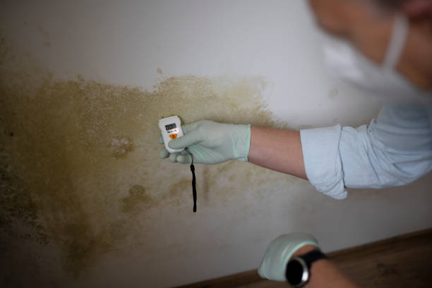 Professional Mold Removal in Richland Hills, TX